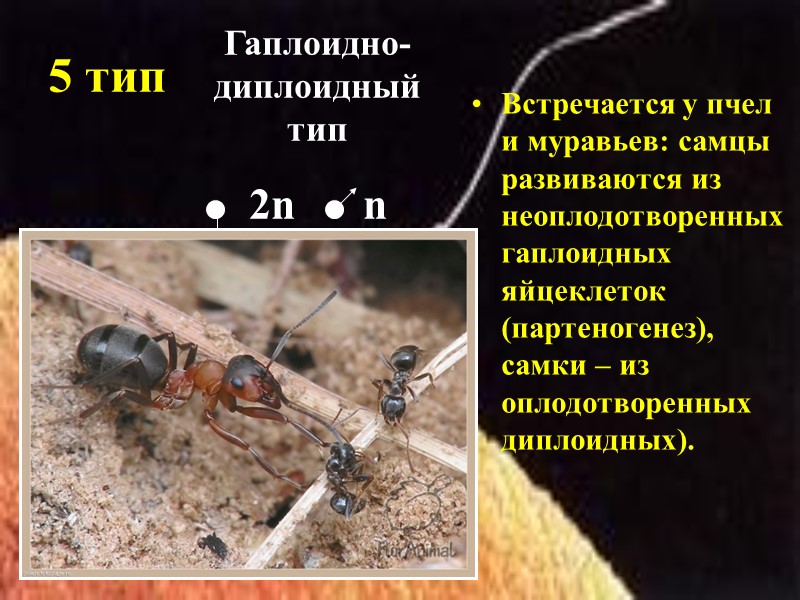 5 тип Встречается у пчел и муравьев: самцы развиваются из неоплодотворенных гаплоидных яйцеклеток (партеногенез),